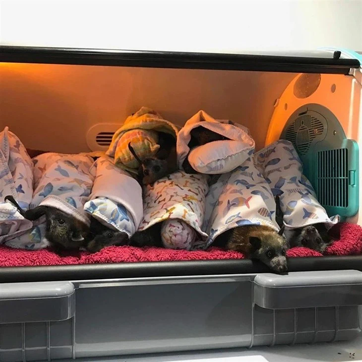 Portable Incubator For Puppies Portable Incubator For Puppies